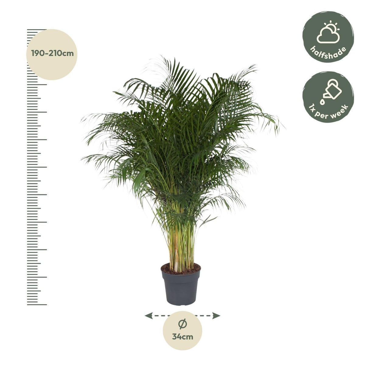 Dypsis Lutescens (Areca Palm) - 200 cm - Forestbloom