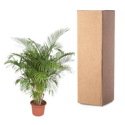Dypsis Lutescens (Areca Palm) - 200 cm - Forestbloom