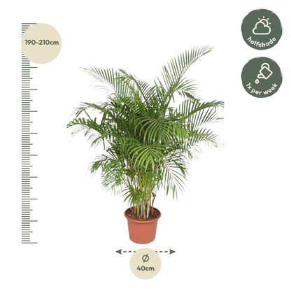 Dypsis Lutescens (Areca Palm) - 200 cm - Forestbloom