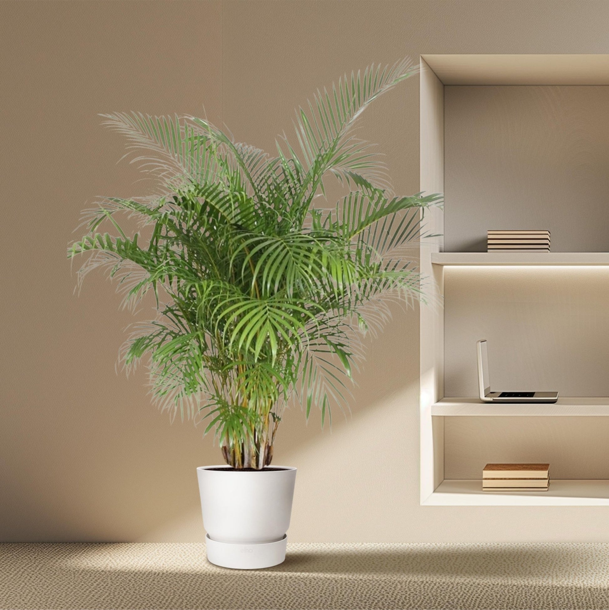 Dypsis Lutescens (Areca Palm) - 200 cm - Forestbloom