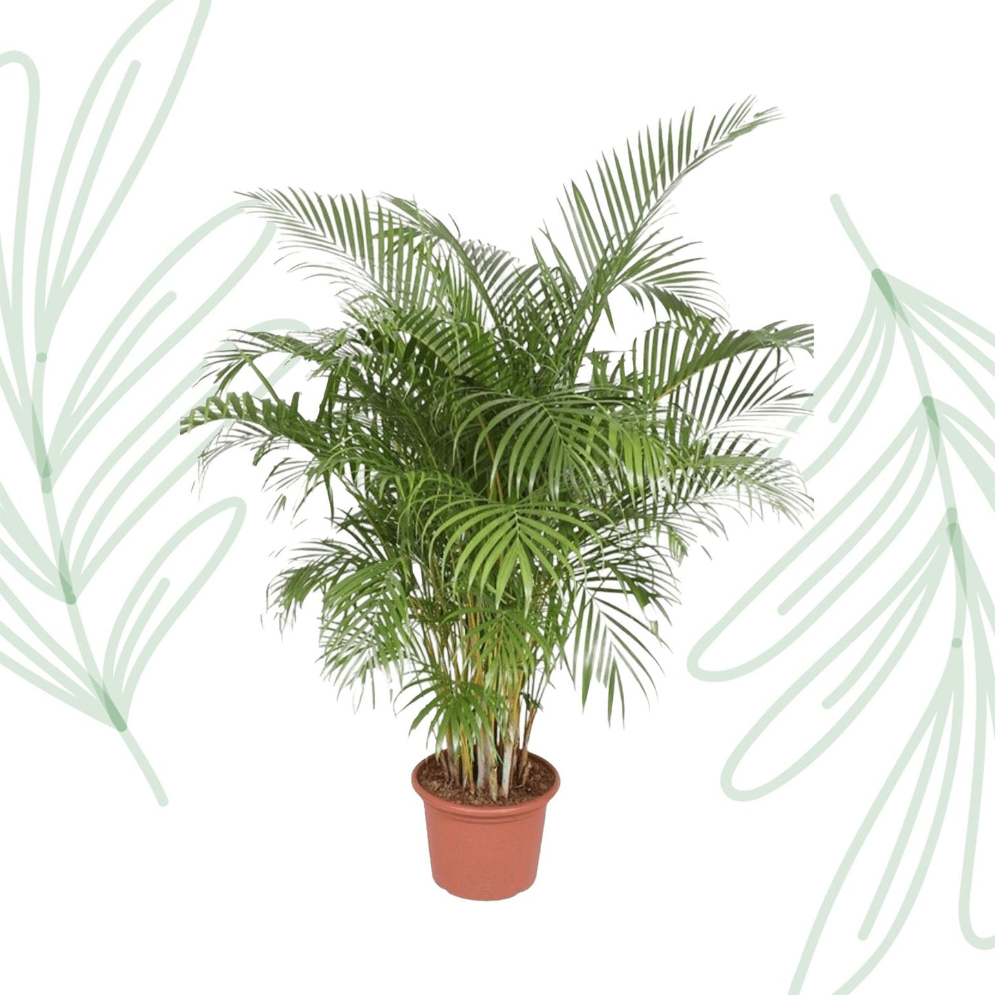 Dypsis Lutescens (Areca Palm) - 200 cm - Forestbloom
