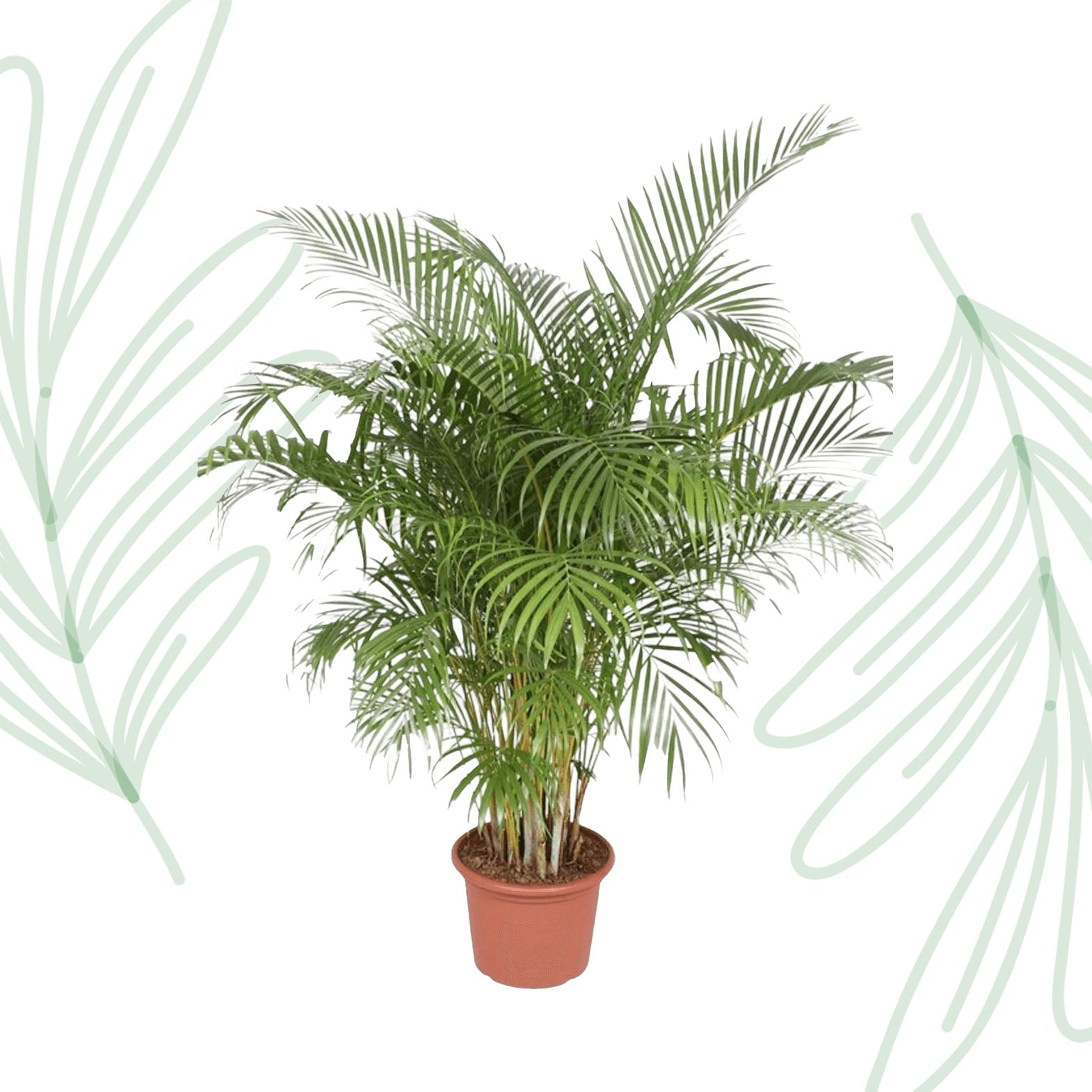 Dypsis Lutescens (Areca Palm) - 200 cm - Forestbloom