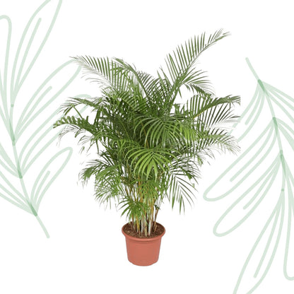 Dypsis Lutescens (Areca Palm) - 200 cm - Forestbloom