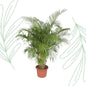Dypsis Lutescens (Areca Palm) - 200 cm - Forestbloom