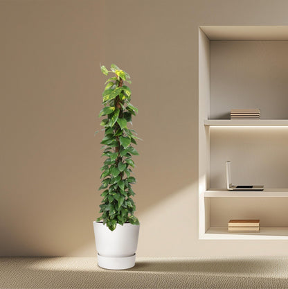 Epipremnum Aureum mosstok - 180 cm - Forestbloom