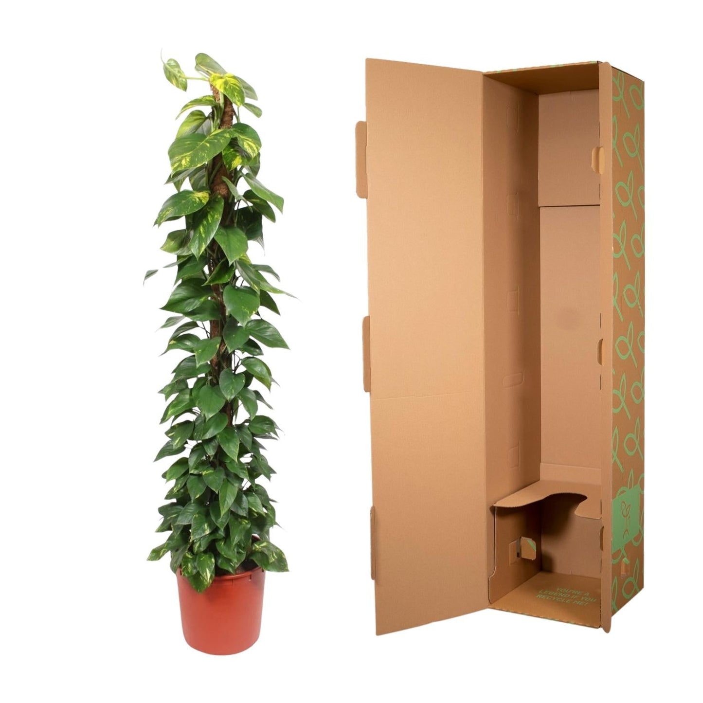 Epipremnum Aureum mosstok - 180 cm - Forestbloom