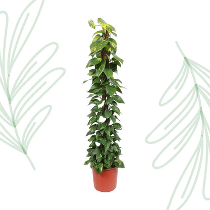 Epipremnum Aureum mosstok - 180 cm - Forestbloom