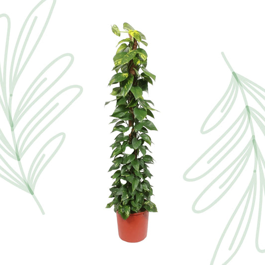 Epipremnum Aureum mosstok - 180 cm - Forestbloom