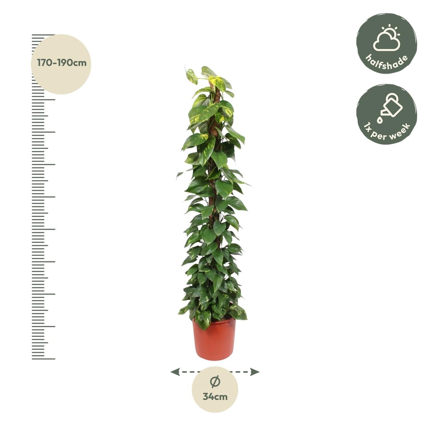 Epipremnum Aureum mosstok - 180 cm - Forestbloom