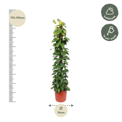 Epipremnum Aureum mosstok - 180 cm - Forestbloom