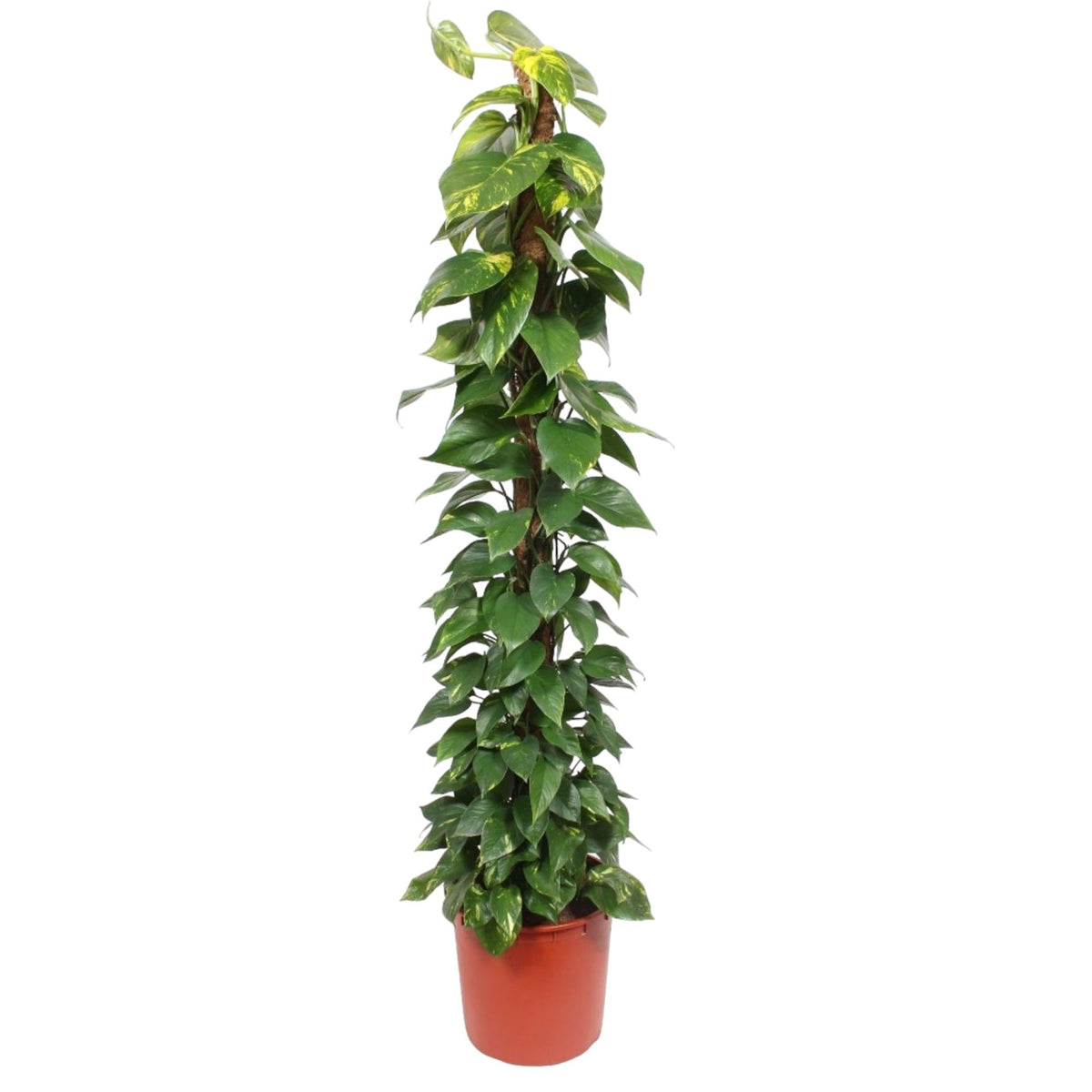 Epipremnum Aureum mosstok - 180 cm - Forestbloom