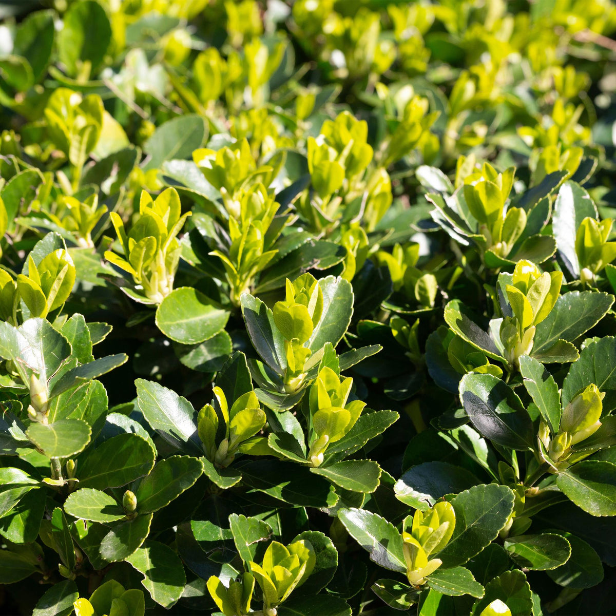 Euonymus japonica Green Spire - 6 planten - 1 strekkende meter - Forestbloom