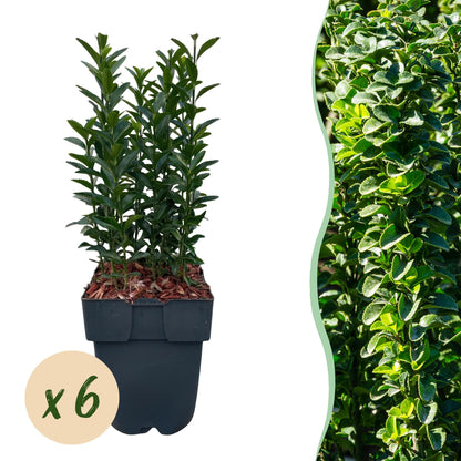 Euonymus japonica Green Spire - 6 planten - 1 strekkende meter - Forestbloom