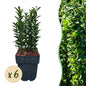 Euonymus japonica Green Spire - 6 planten - 1 strekkende meter - Forestbloom