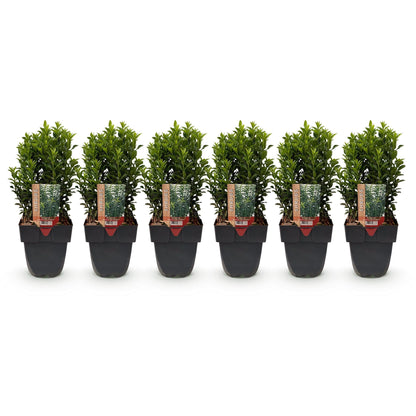 Euonymus japonica Green Spire - 6 planten - 1 strekkende meter - Forestbloom