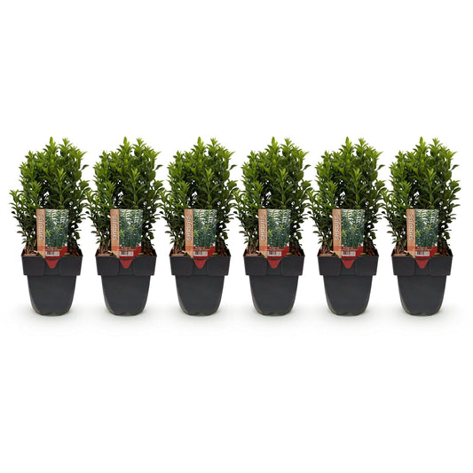 Euonymus japonica Green Spire - 6 planten - 1 strekkende meter - Forestbloom