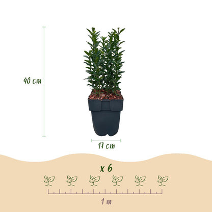 Euonymus japonica Green Spire - 6 planten - 1 strekkende meter - Forestbloom