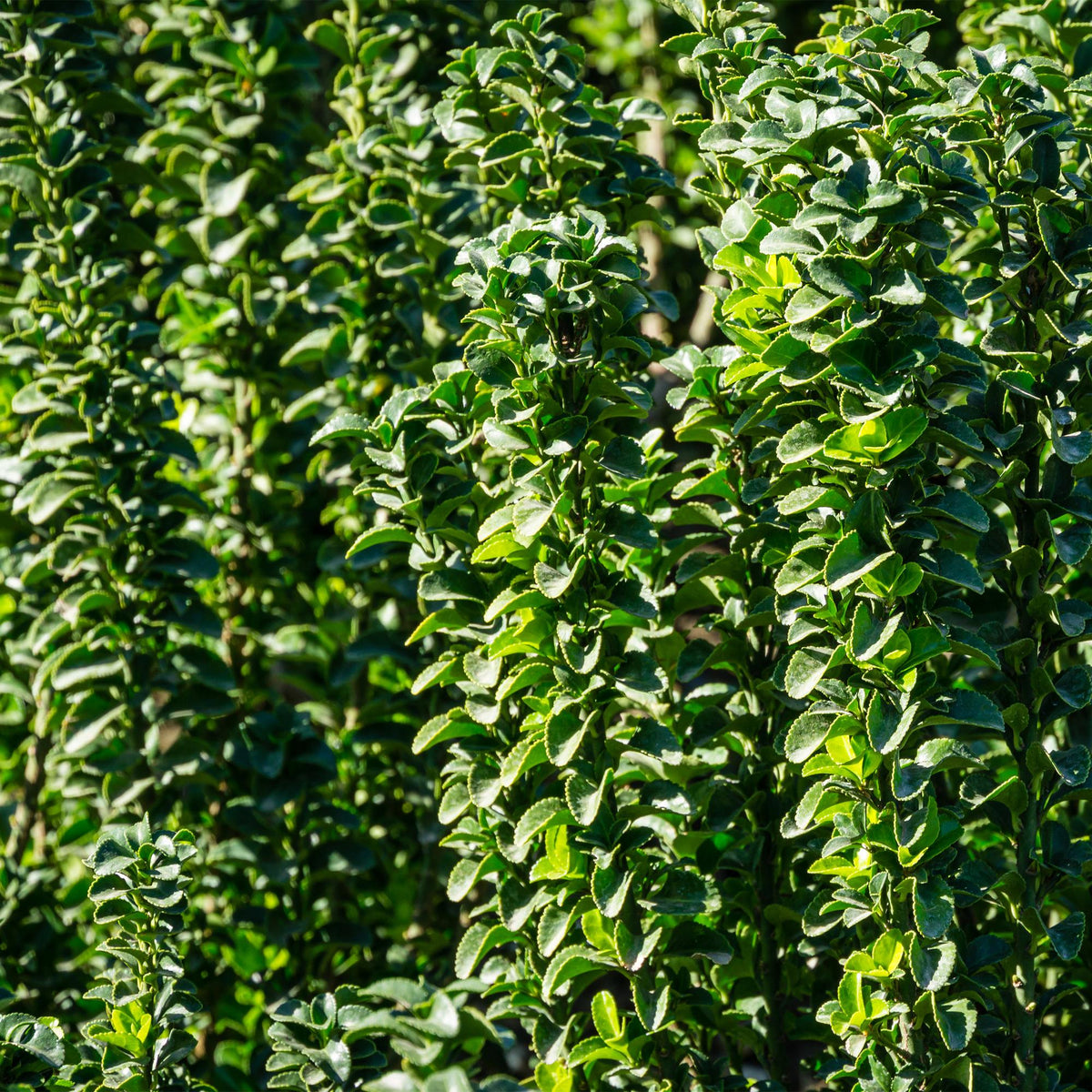 Euonymus japonica Green Spire - 6 planten - 1 strekkende meter - Forestbloom
