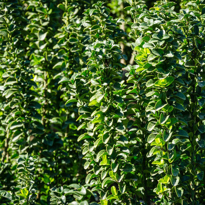 Euonymus japonica Green Spire - 6 planten - 1 strekkende meter - Forestbloom
