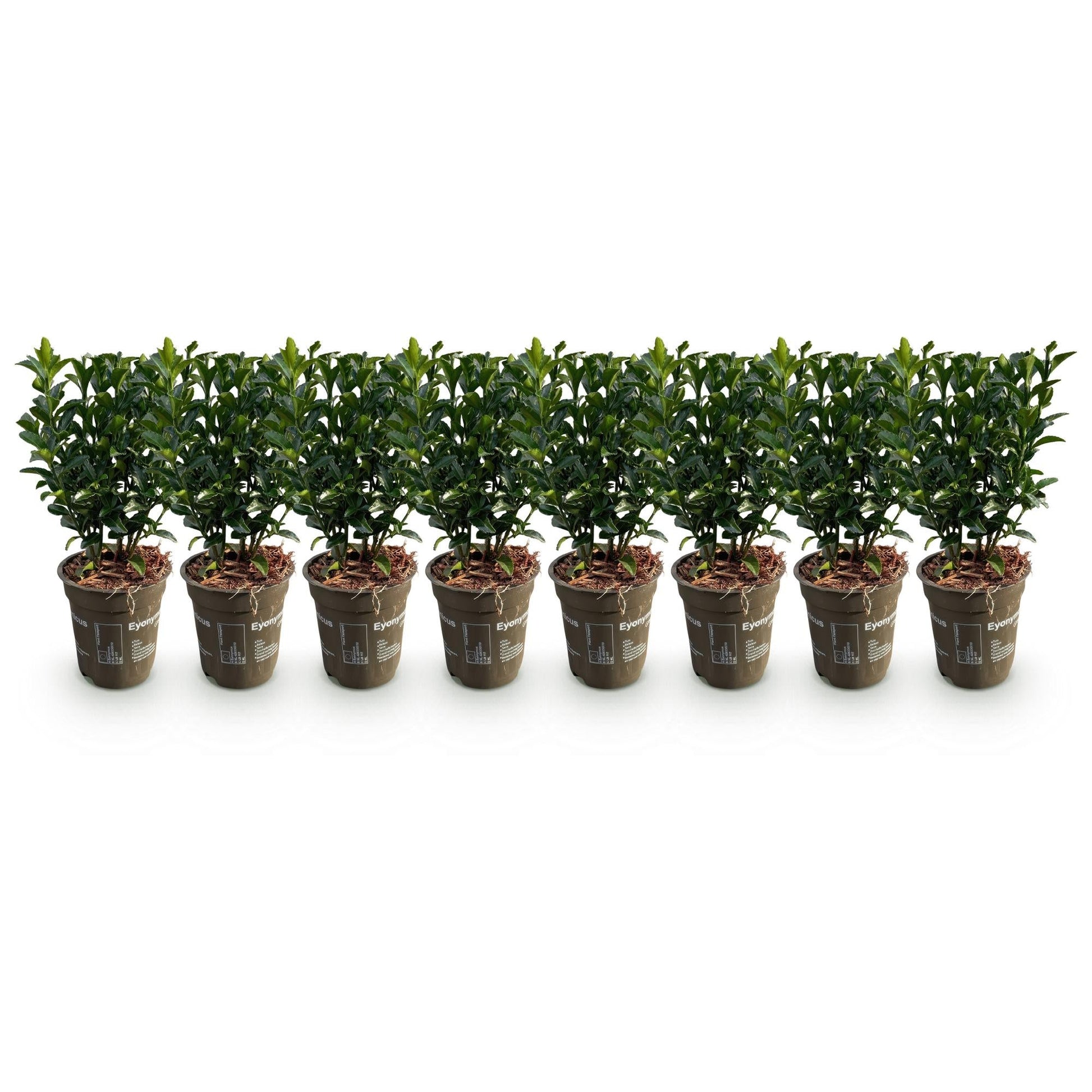 Euonymus japonica Green Spire - 8 planten - 1 strekkende meter - Forestbloom