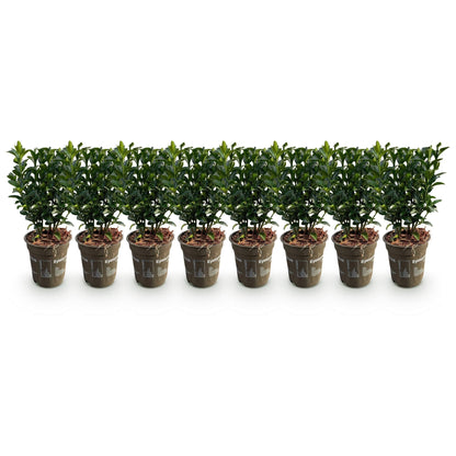 Euonymus japonica Green Spire - 8 planten - 1 strekkende meter - Forestbloom