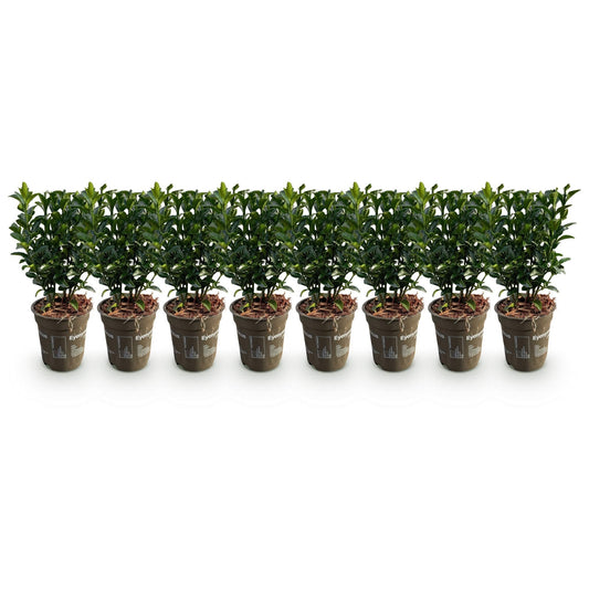 Euonymus japonica Green Spire - 8 planten - 1 strekkende meter - Forestbloom