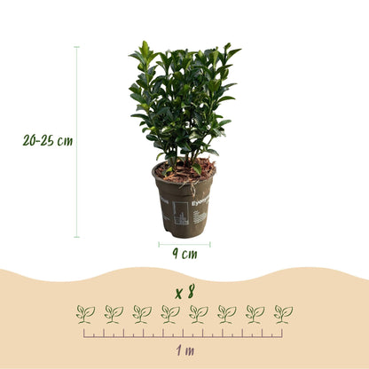 Euonymus japonica Green Spire - 8 planten - 1 strekkende meter - Forestbloom