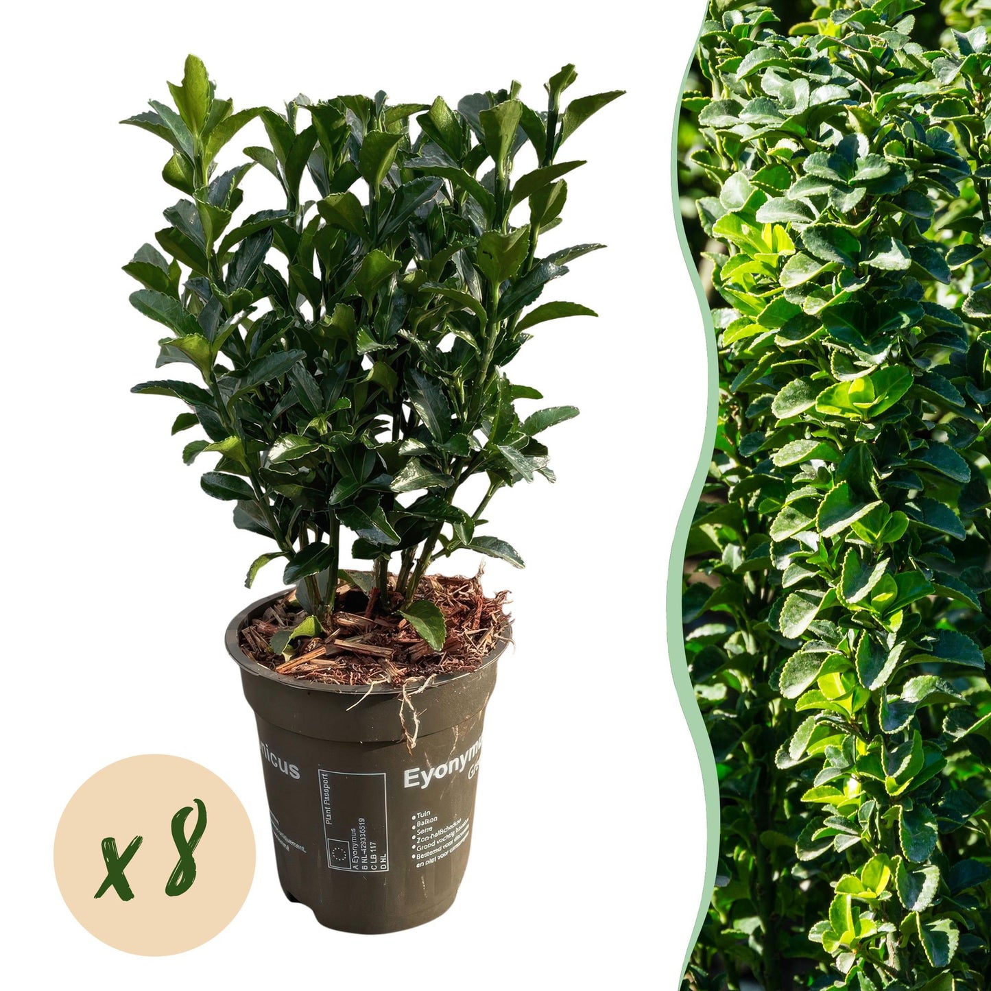 Euonymus japonica Green Spire - 8 planten - 1 strekkende meter - Forestbloom