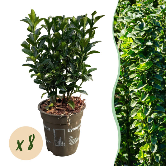 Euonymus japonica Green Spire - 8 planten - 1 strekkende meter - Forestbloom