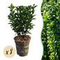 Euonymus japonica Green Spire - 8 planten - 1 strekkende meter - Forestbloom