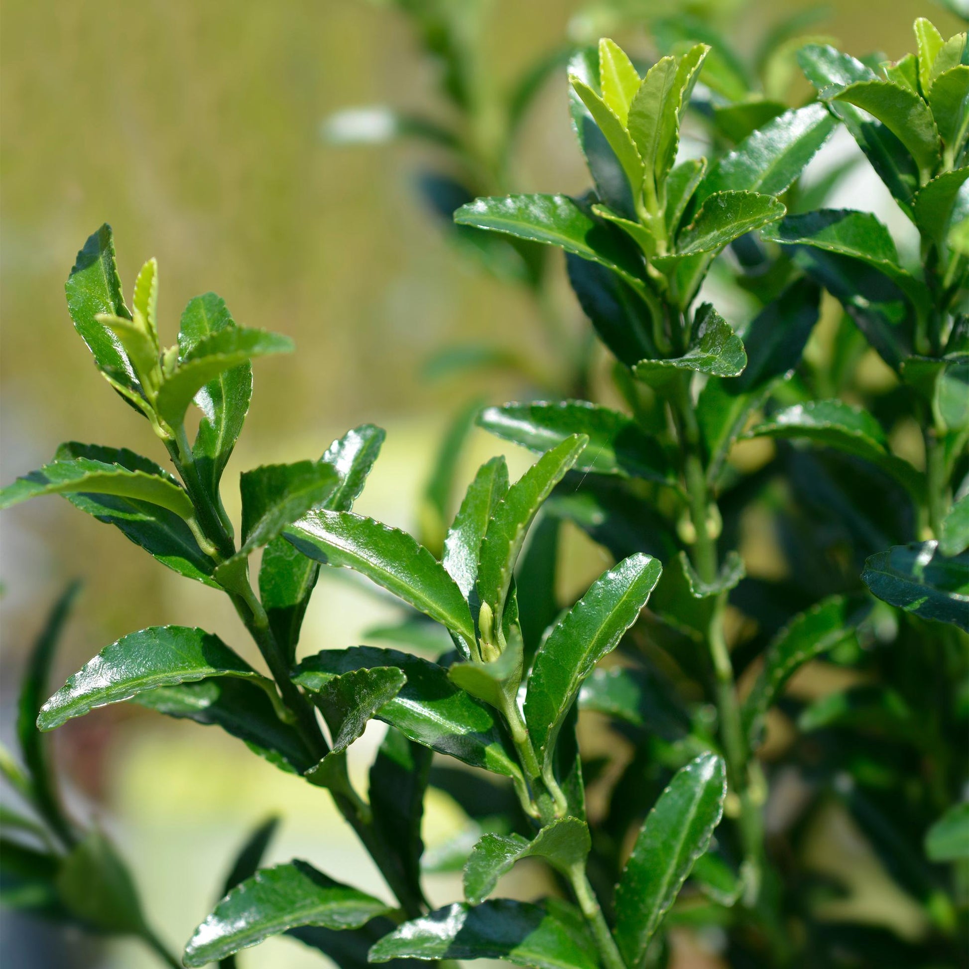 Euonymus japonica Green Spire - 8 planten - 1 strekkende meter - Forestbloom