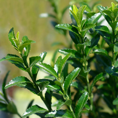Euonymus japonica Green Spire - 8 planten - 1 strekkende meter - Forestbloom