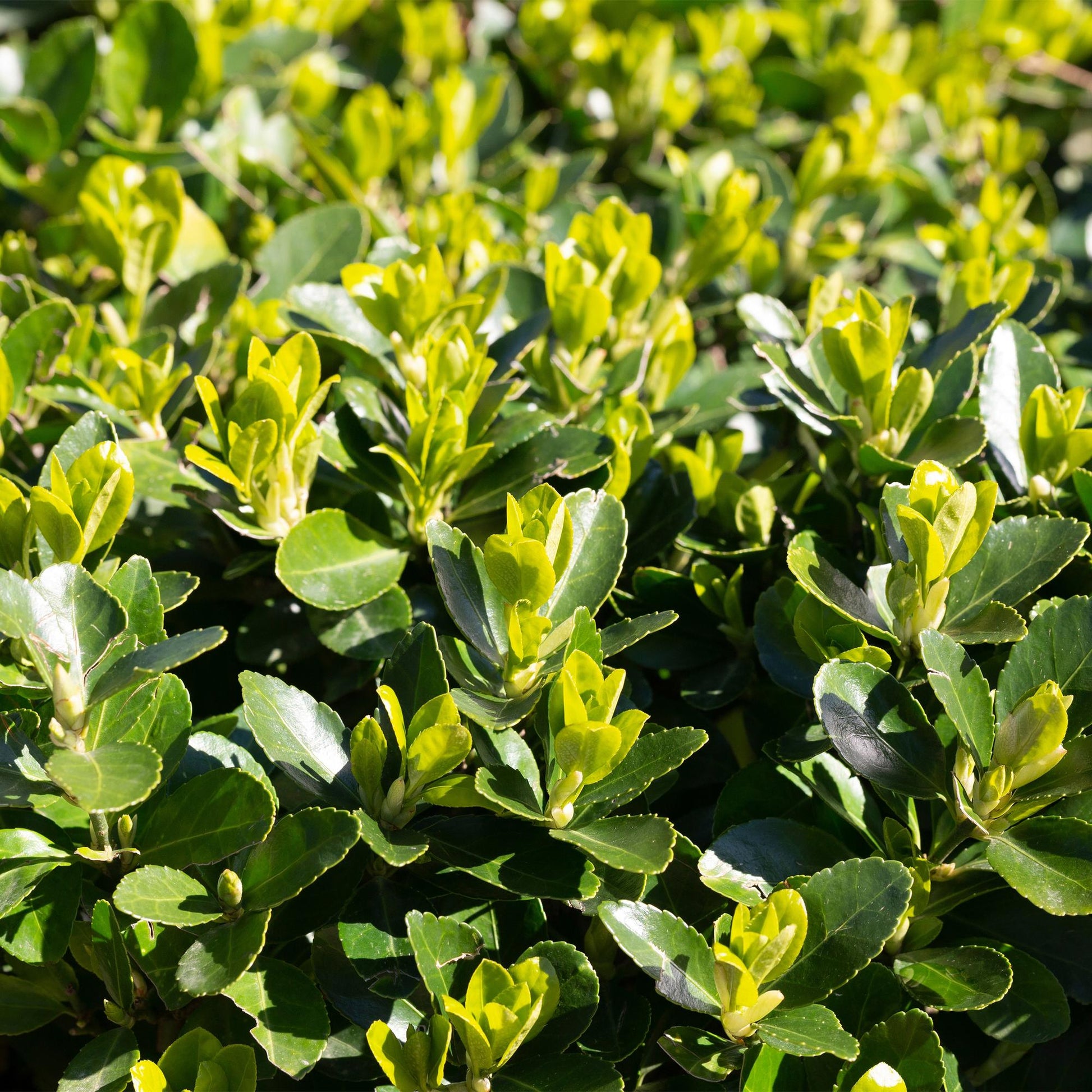 Euonymus japonica Green Spire - 8 planten - 1 strekkende meter - Forestbloom