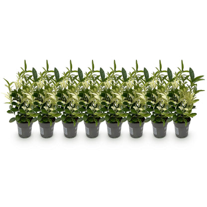 Euonymus japonica Paloma Blanca - 8 Planten - 1 Strekkende Meter - Forestbloom
