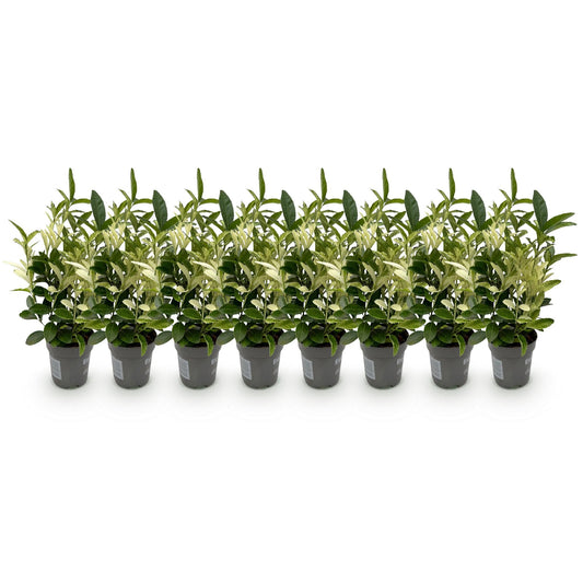 Euonymus japonica Paloma Blanca - 8 Planten - 1 Strekkende Meter - Forestbloom