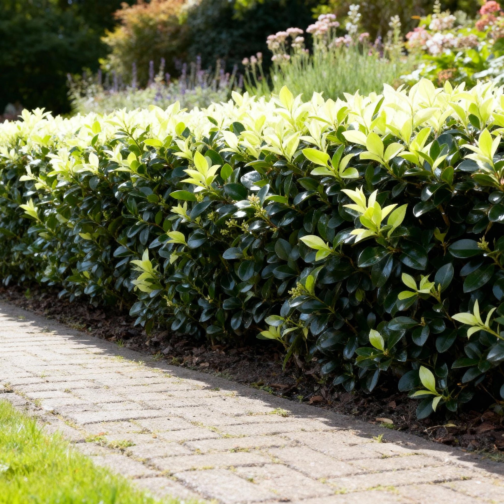 Euonymus japonica Paloma Blanca - 8 Planten - 1 Strekkende Meter - Forestbloom