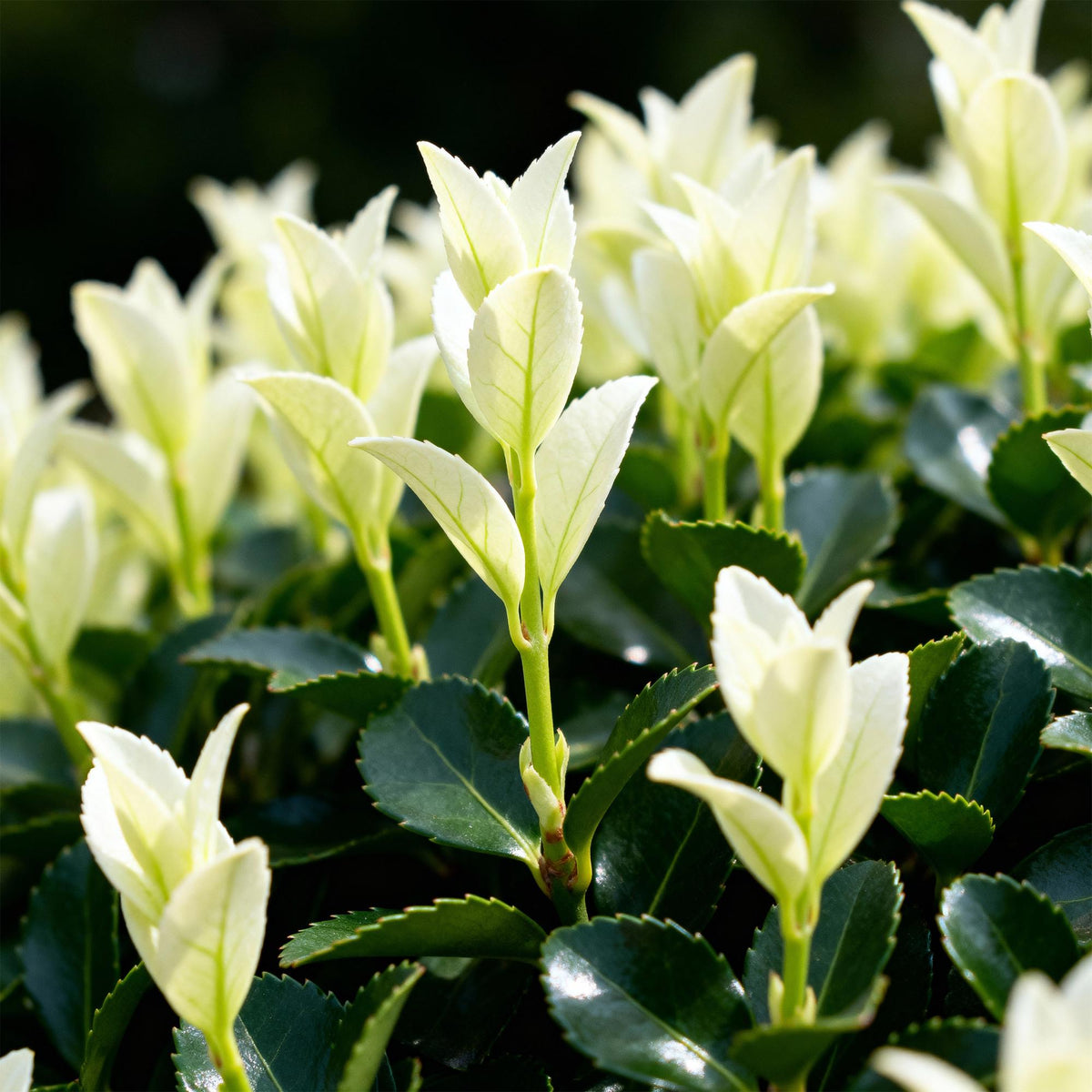 Euonymus japonica Paloma Blanca - 8 Planten - 1 Strekkende Meter - Forestbloom
