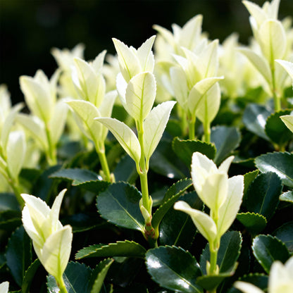 Euonymus japonica Paloma Blanca - 8 Planten - 1 Strekkende Meter - Forestbloom