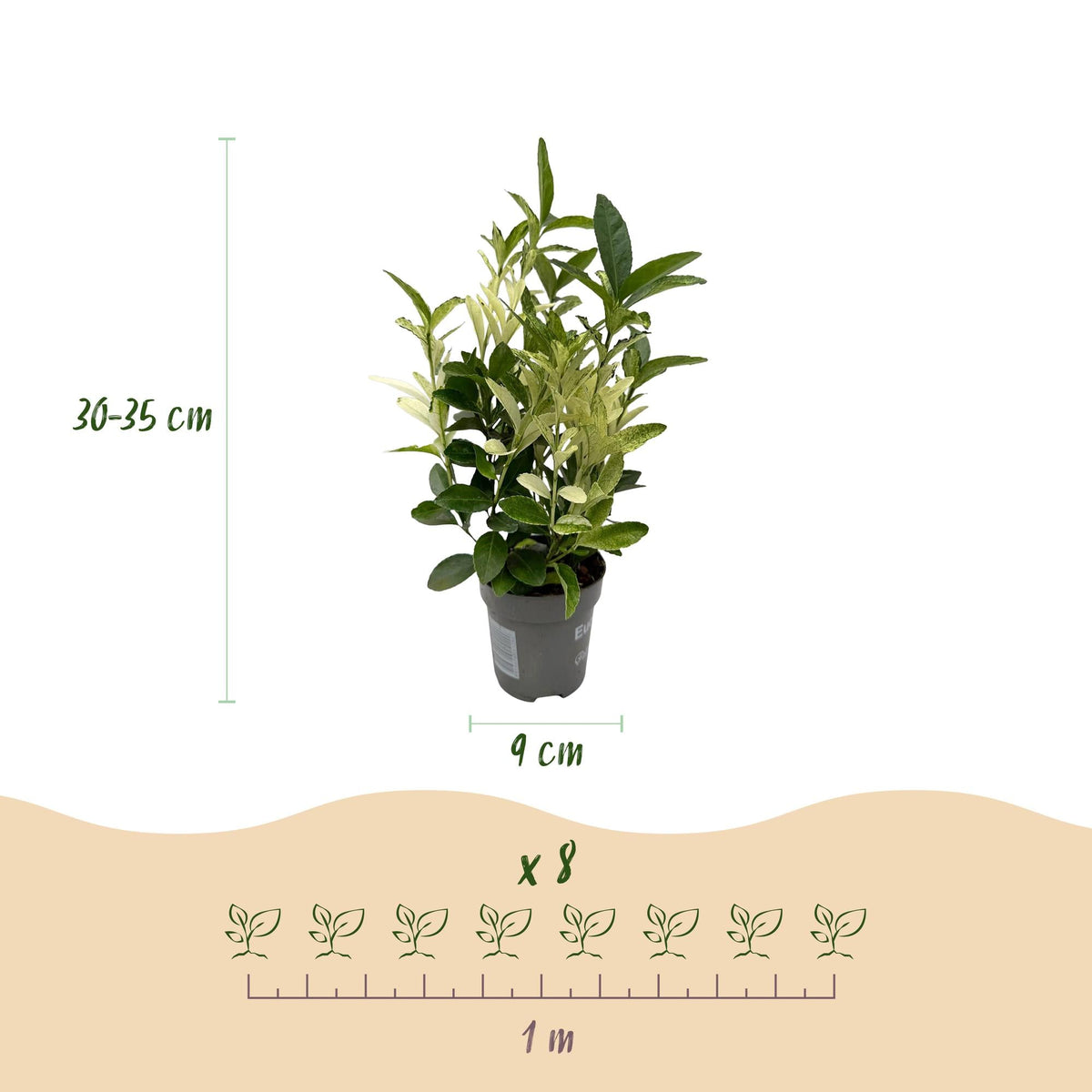 Euonymus japonica Paloma Blanca - 8 Planten - 1 Strekkende Meter - Forestbloom