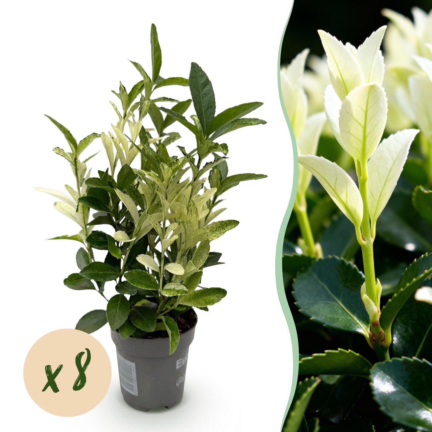 Euonymus japonica Paloma Blanca - 8 Planten - 1 Strekkende Meter - Forestbloom
