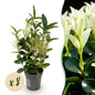 Euonymus japonica Paloma Blanca - 8 Planten - 1 Strekkende Meter - Forestbloom