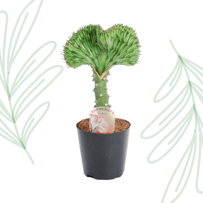 Euphorbia lactea Cristata groen - 35 cm - Forestbloom