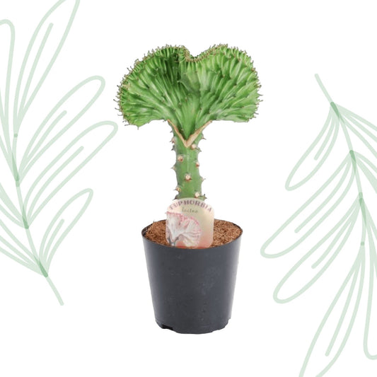 Euphorbia lactea Cristata groen - 35 cm - Forestbloom