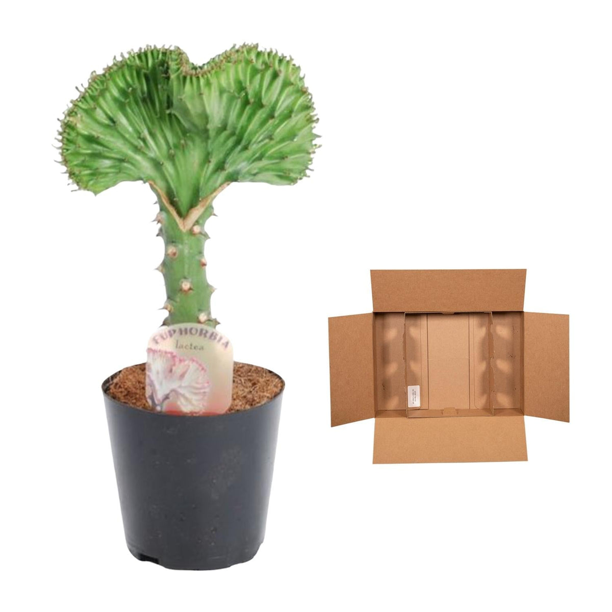 Euphorbia lactea Cristata groen - 35 cm - Forestbloom