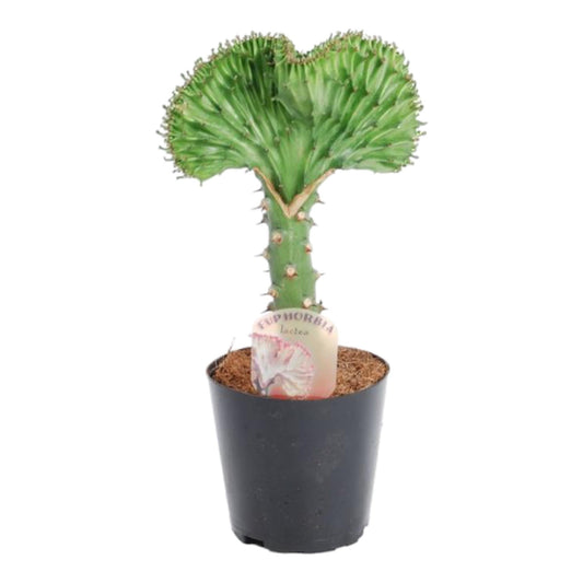 Euphorbia lactea Cristata groen - 35 cm - Forestbloom