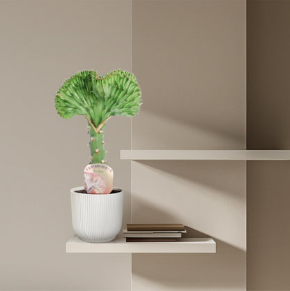 Euphorbia lactea Cristata groen - 35 cm - Forestbloom