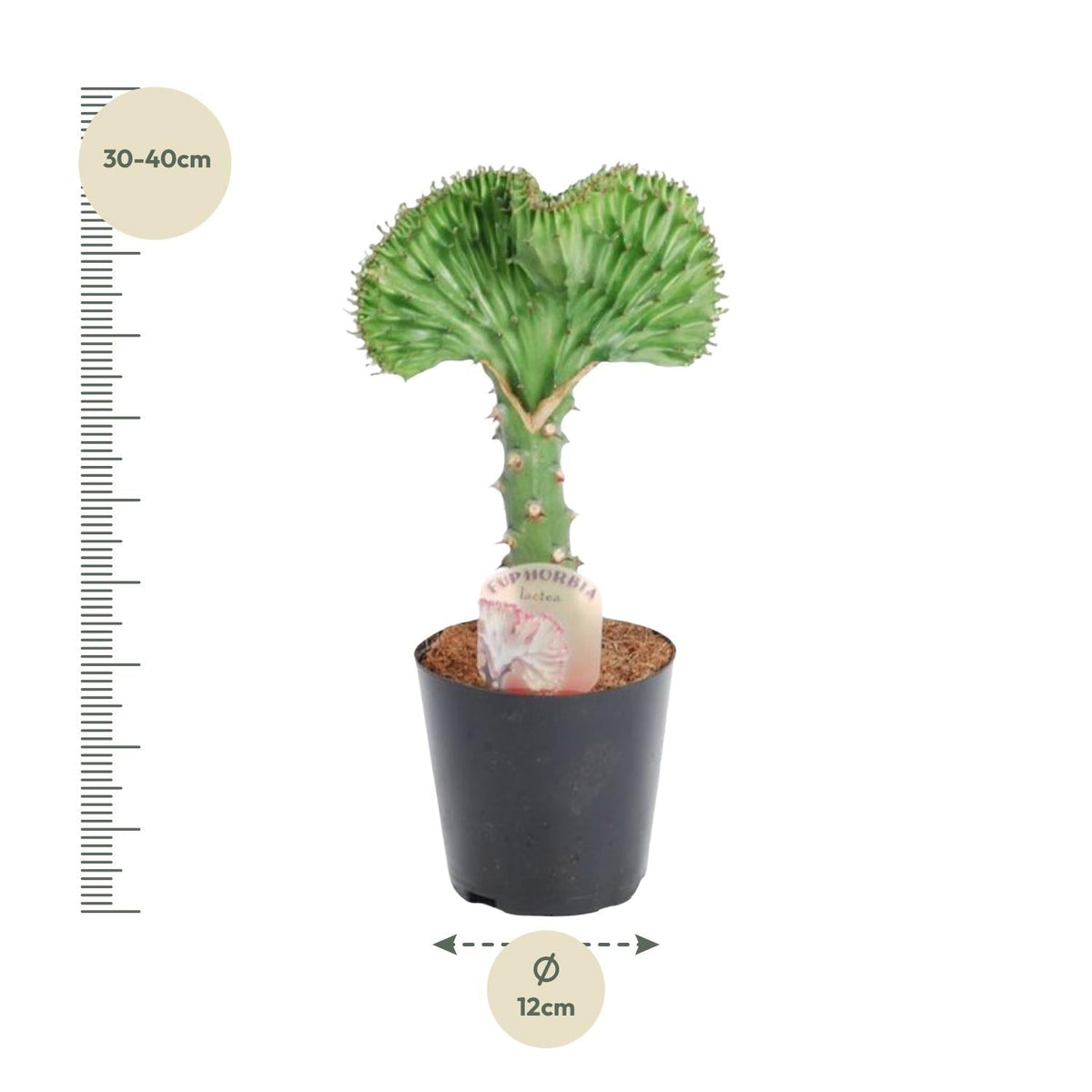 Euphorbia lactea Cristata groen - 35 cm - Forestbloom