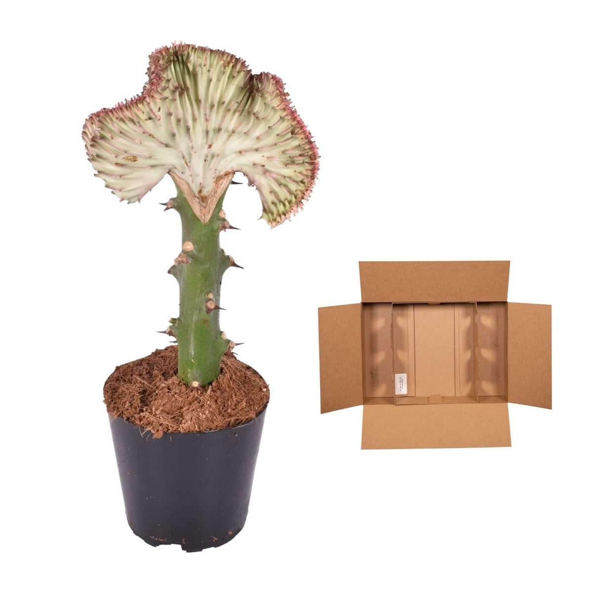 Euphorbia lactea Cristata rood - 35 cm - Forestbloom