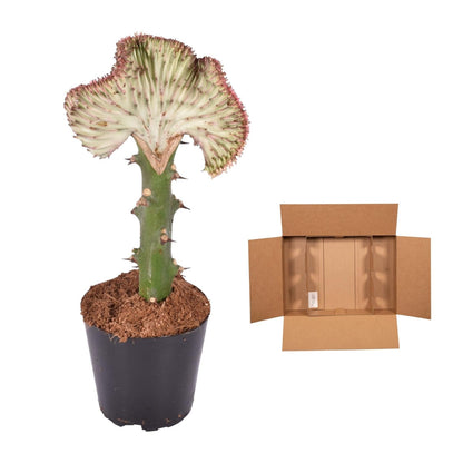 Euphorbia lactea Cristata rood - 35 cm - Forestbloom