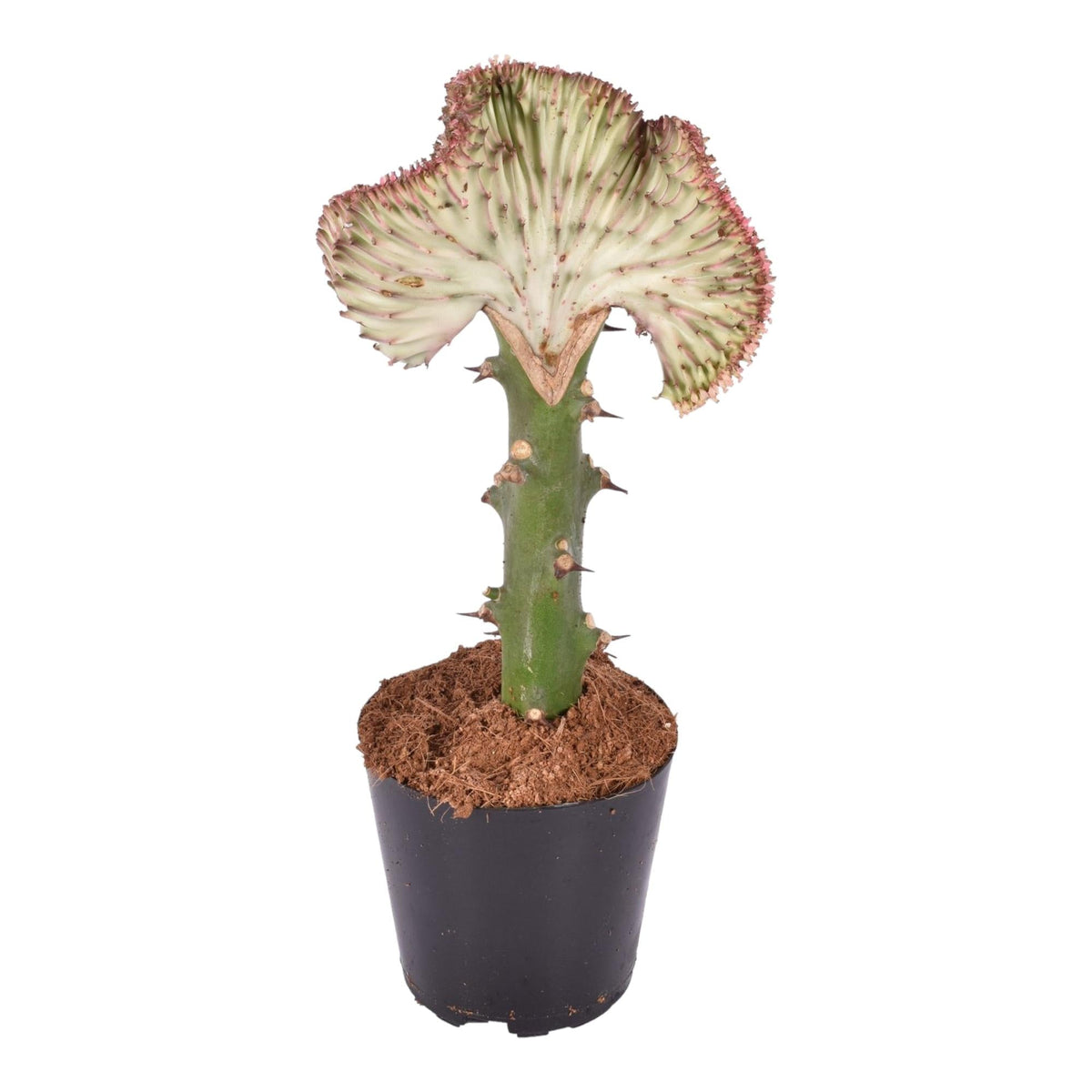 Euphorbia lactea Cristata rood - 35 cm - Forestbloom